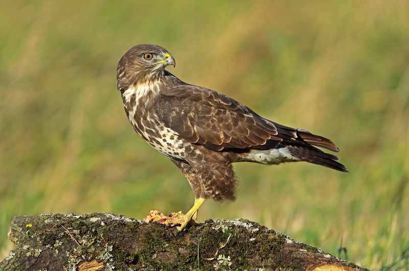 Канюк или сарыч. фото превью
