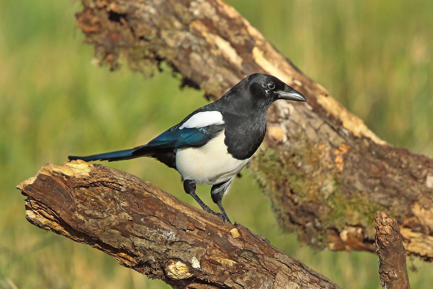 , Александр Гусар