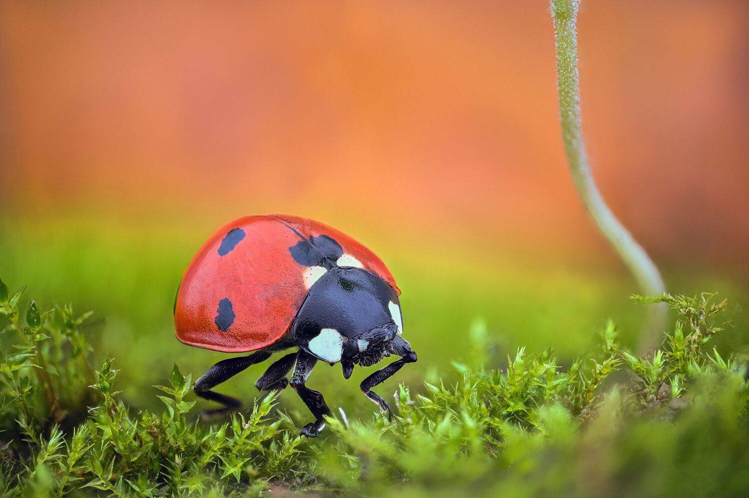 ceclii,macro,nikonz6ii, Tsvetan Ganev