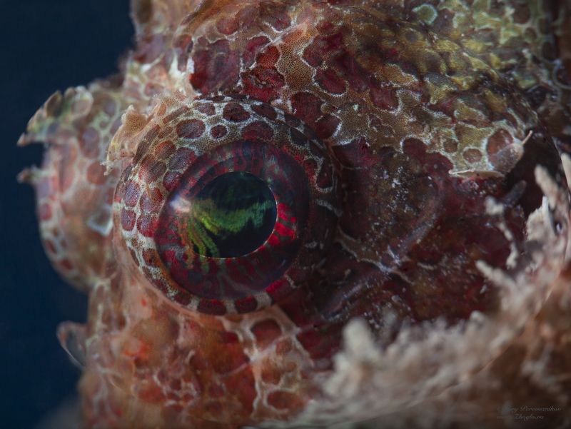 подводное фото подводный мир хургада египет жогло zhoglo красное море Галактика в глазу фото превью