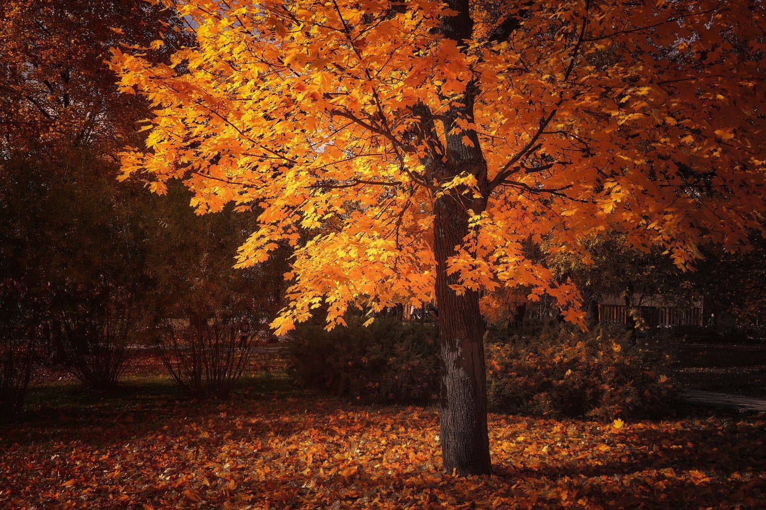 , Булатов Дмитрий