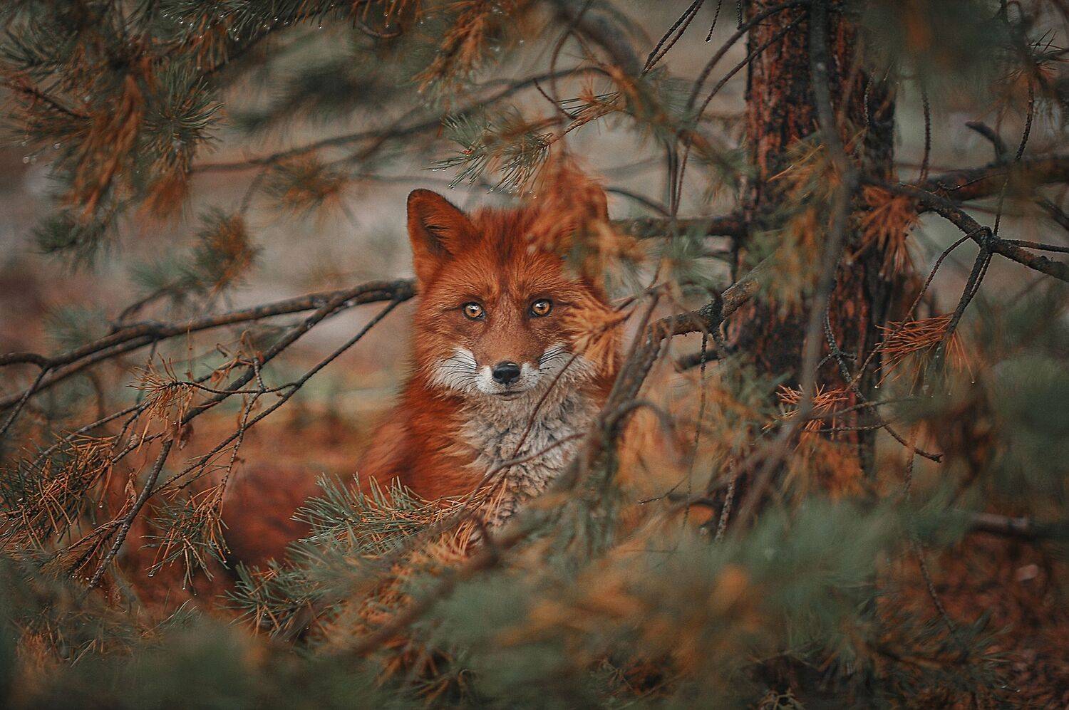 , Ксения Лысенкова