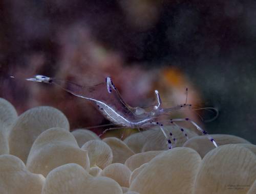 маленькая креветка