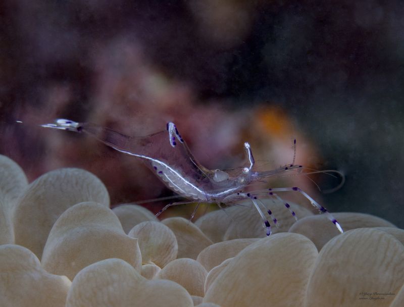 подводное фото подводный мир хургада египет жогло zhoglo красное море маленькая креветка фото превью
