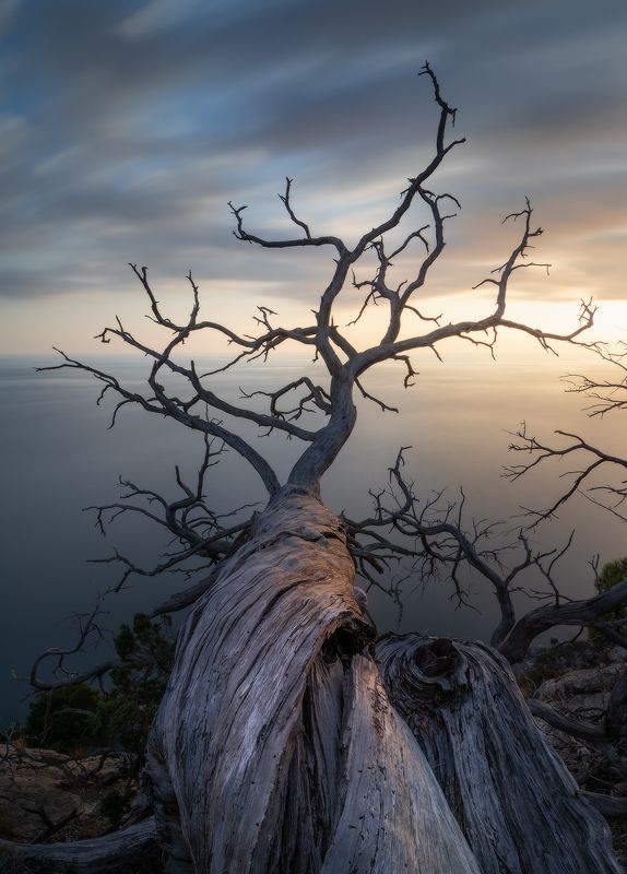 Вечерние монстры Нового Света. фото превью