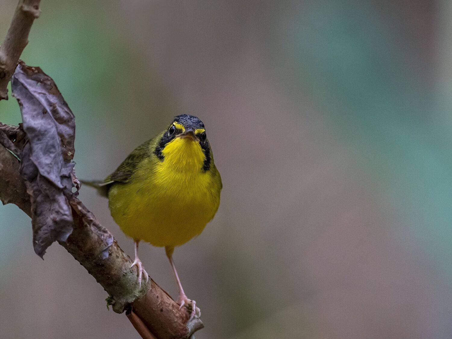 , Fernando Burgalin Sequeira