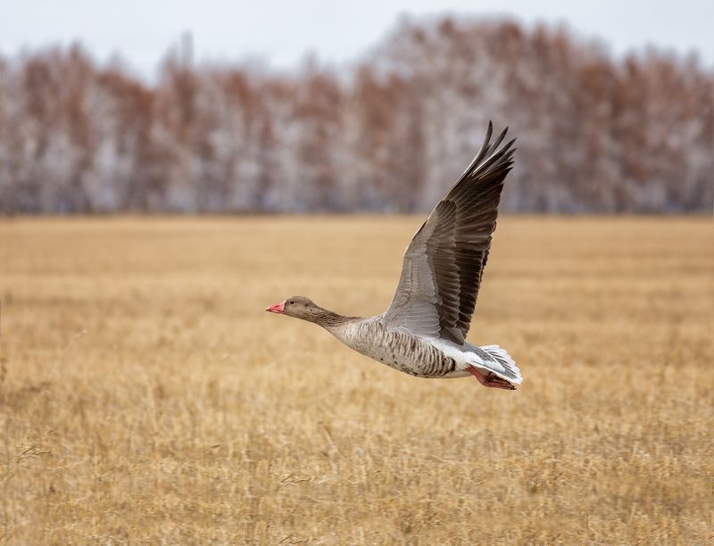птица, серый гусь, фотоохота, заповедник, осень, конец октября, Серый гусь фото превью