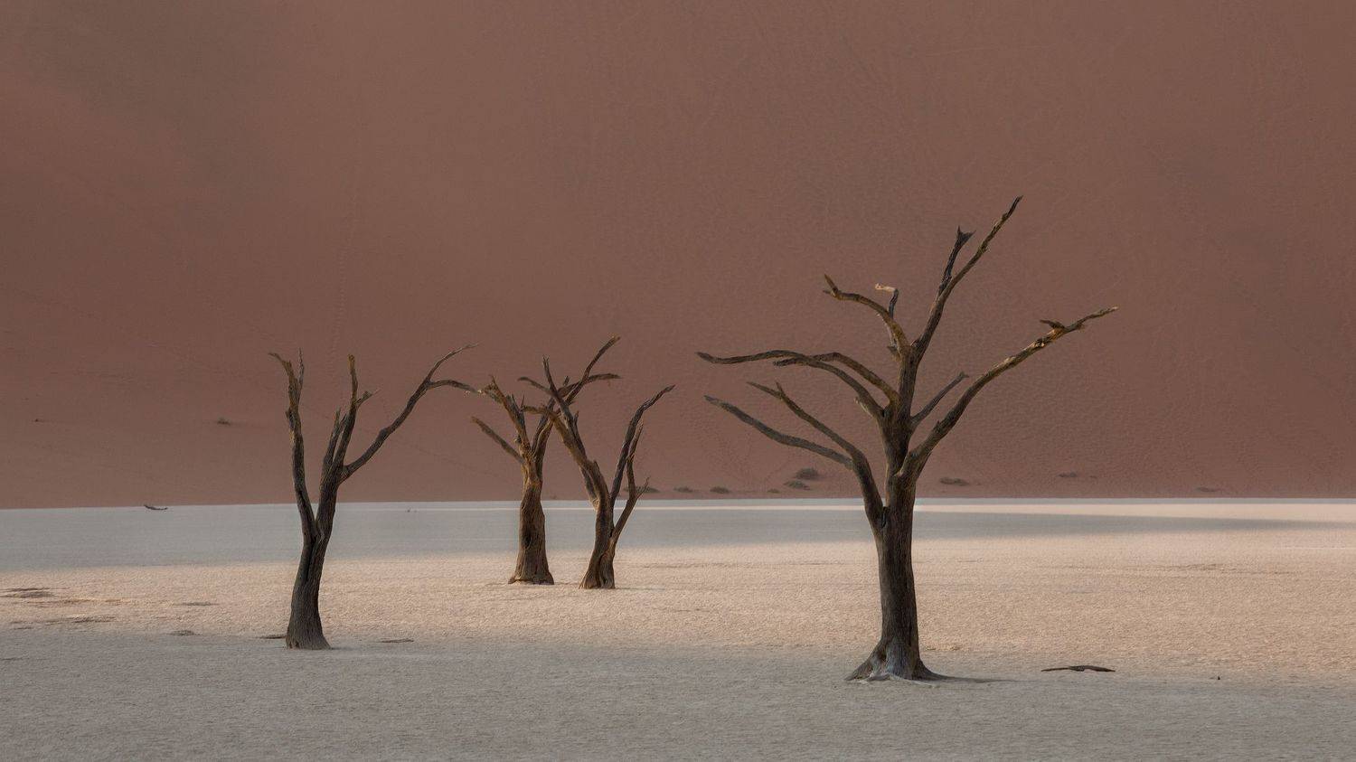  #Deadvley Valley #Valley #namibia #africa #duna #tree #дедвлей  #африка  #деревья  #намибия #дюна #песок #мертвые деревья, Наталия Деркач