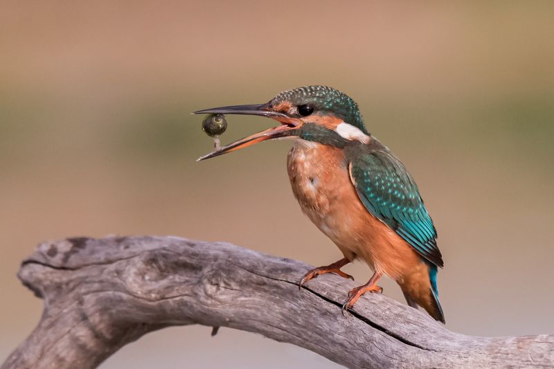 Kingfisher фото превью