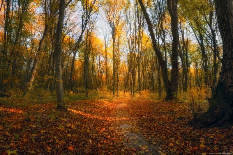Лесными тропами фото превью