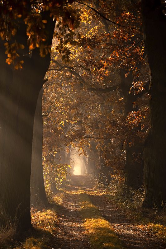 Autumn фото превью