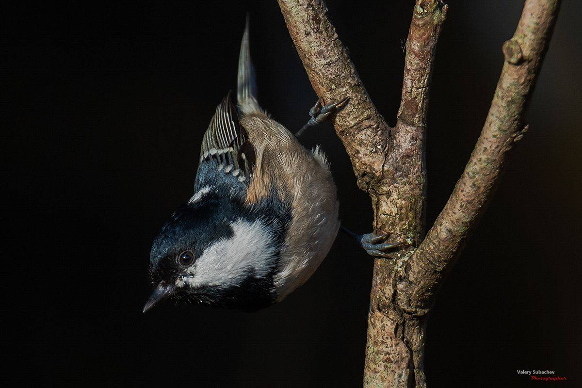 , Валерий Субачев