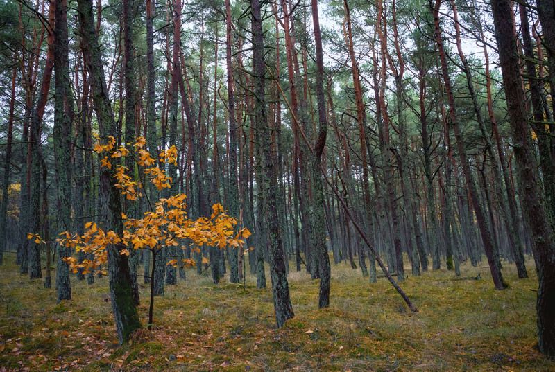 Лес Кушской косы фото превью