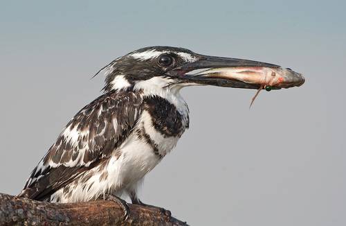 Hunter.  Pied Kingfisher - Малый пегий зимородок