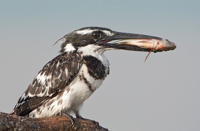 малый пегий зимородок, pied kingfisher, kingfisher, зимородок, израиль Hunter.  Pied Kingfisher - Малый пегий зимородок фото превью
