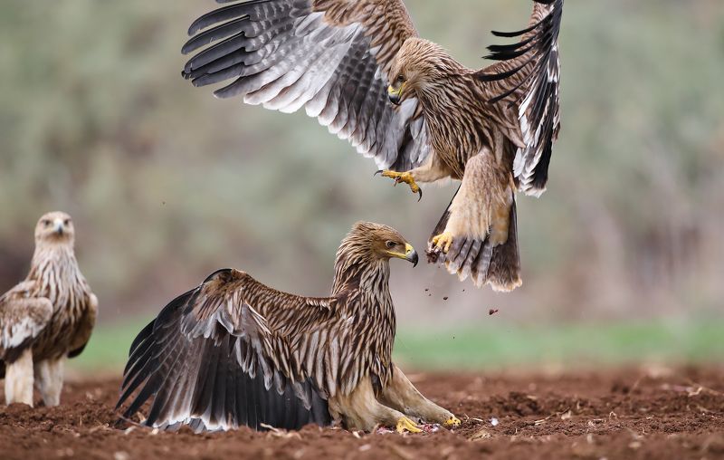 Танцы драки фото превью