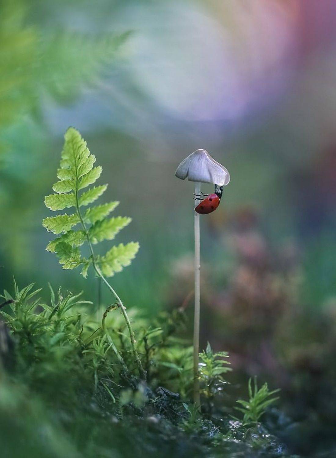 , Вячеслав Мищенко