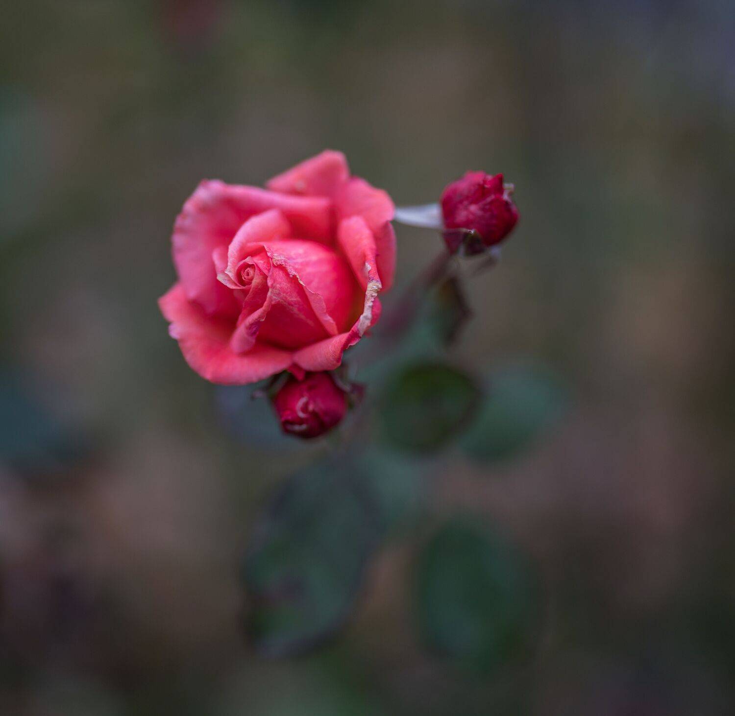 , Курлянцев Алексей