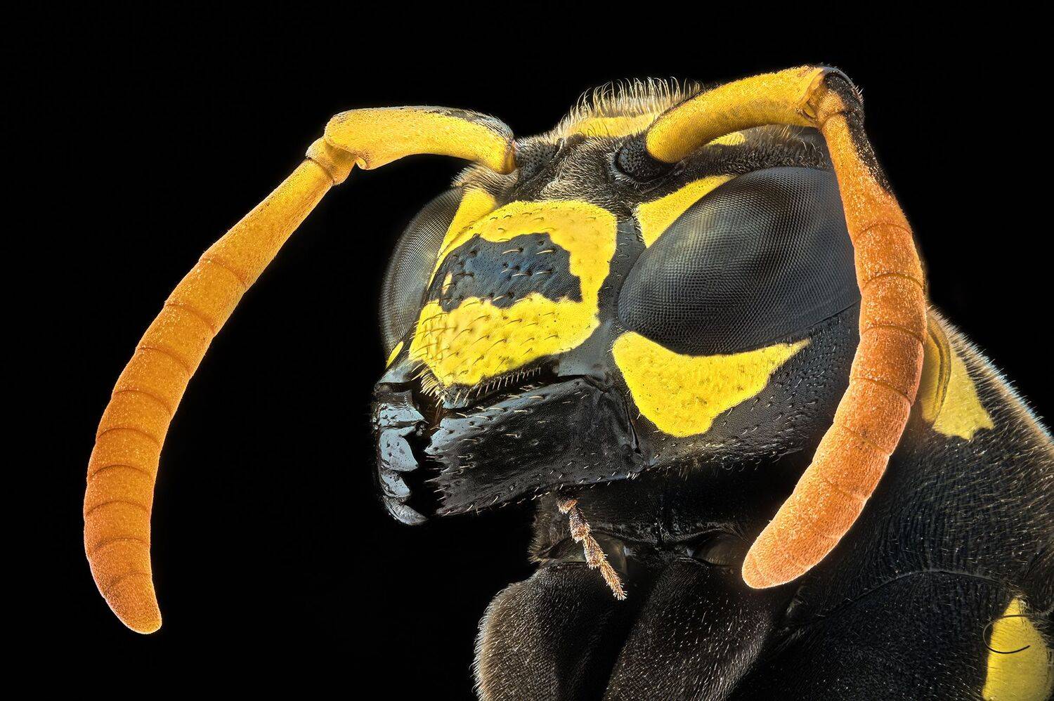 ceclii,macro,nikonz6ii, Tsvetan Ganev