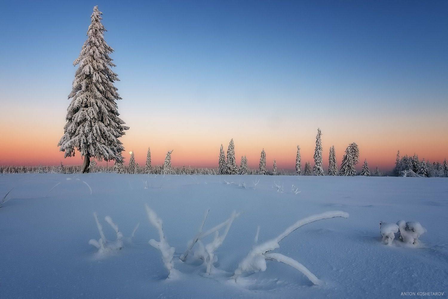 , Антон Кошетаров