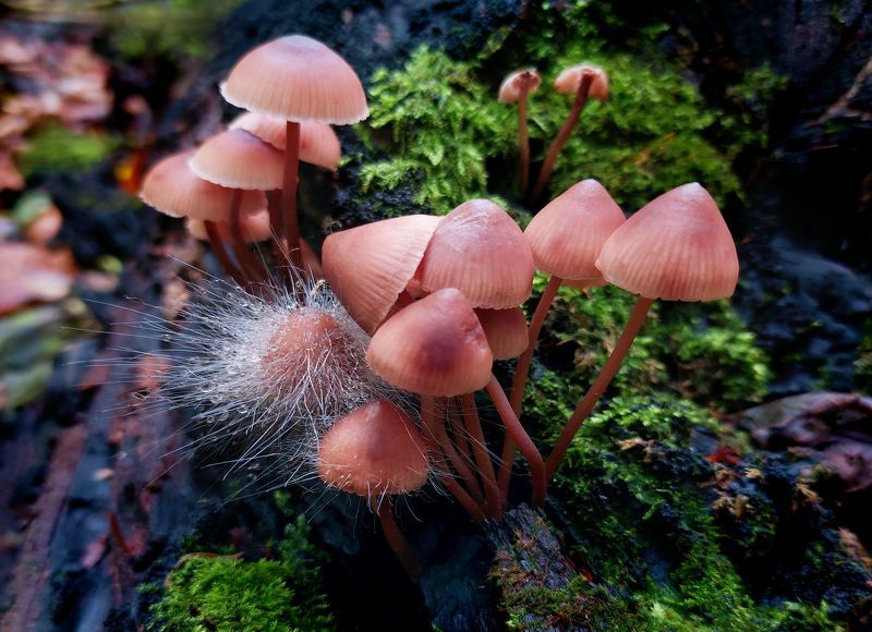 Скромное обаяние поганок фото превью