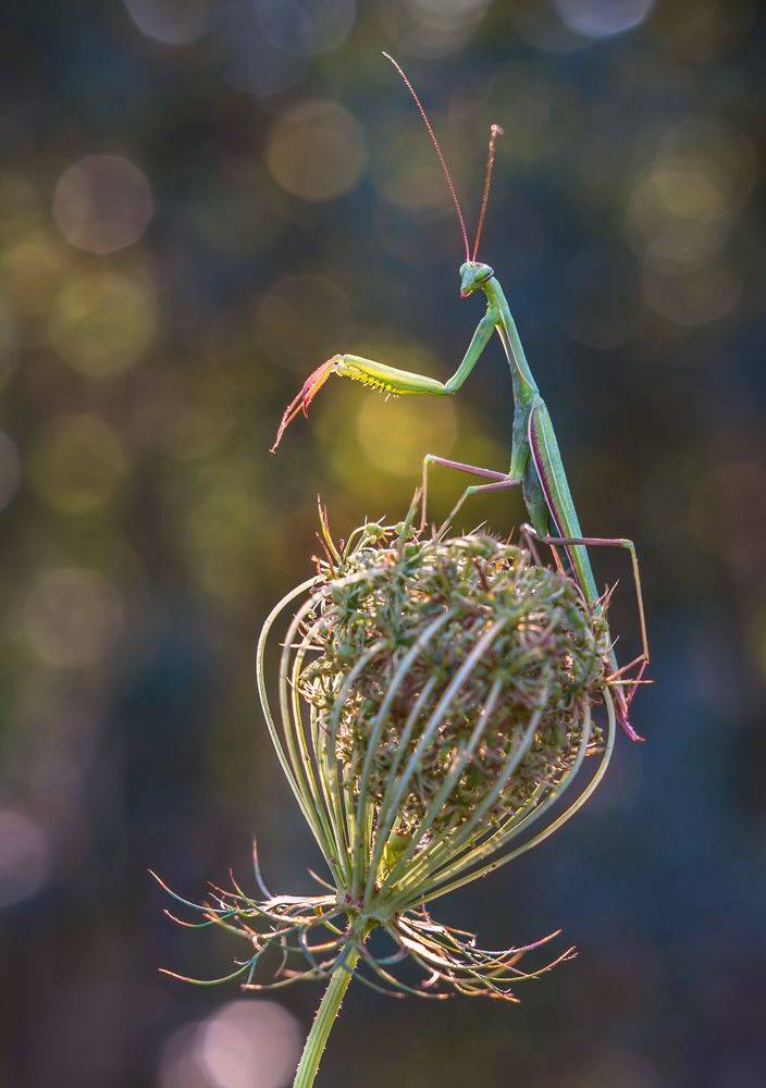 , Чепленко Алексей