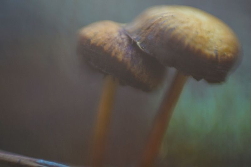 гриб макро поганка лес  Живописные поганки фото превью