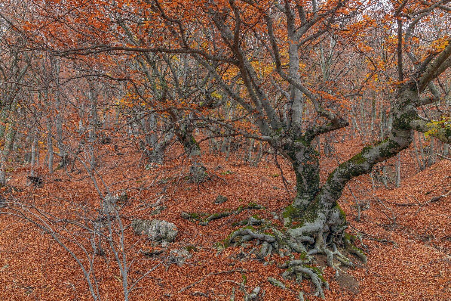 Крым, Елена Гусева
