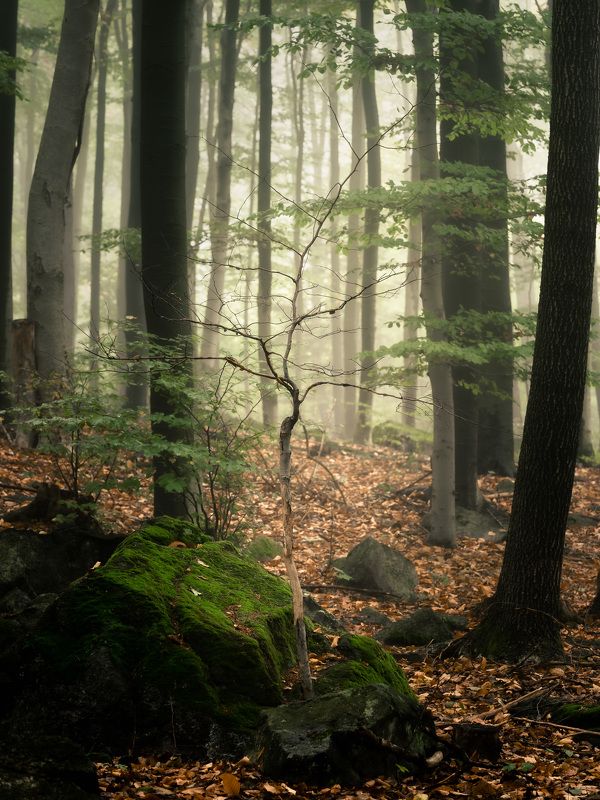 majestic, forest, autumn, fog, trees, rain, nikon, mountains Forest portrait фото превью