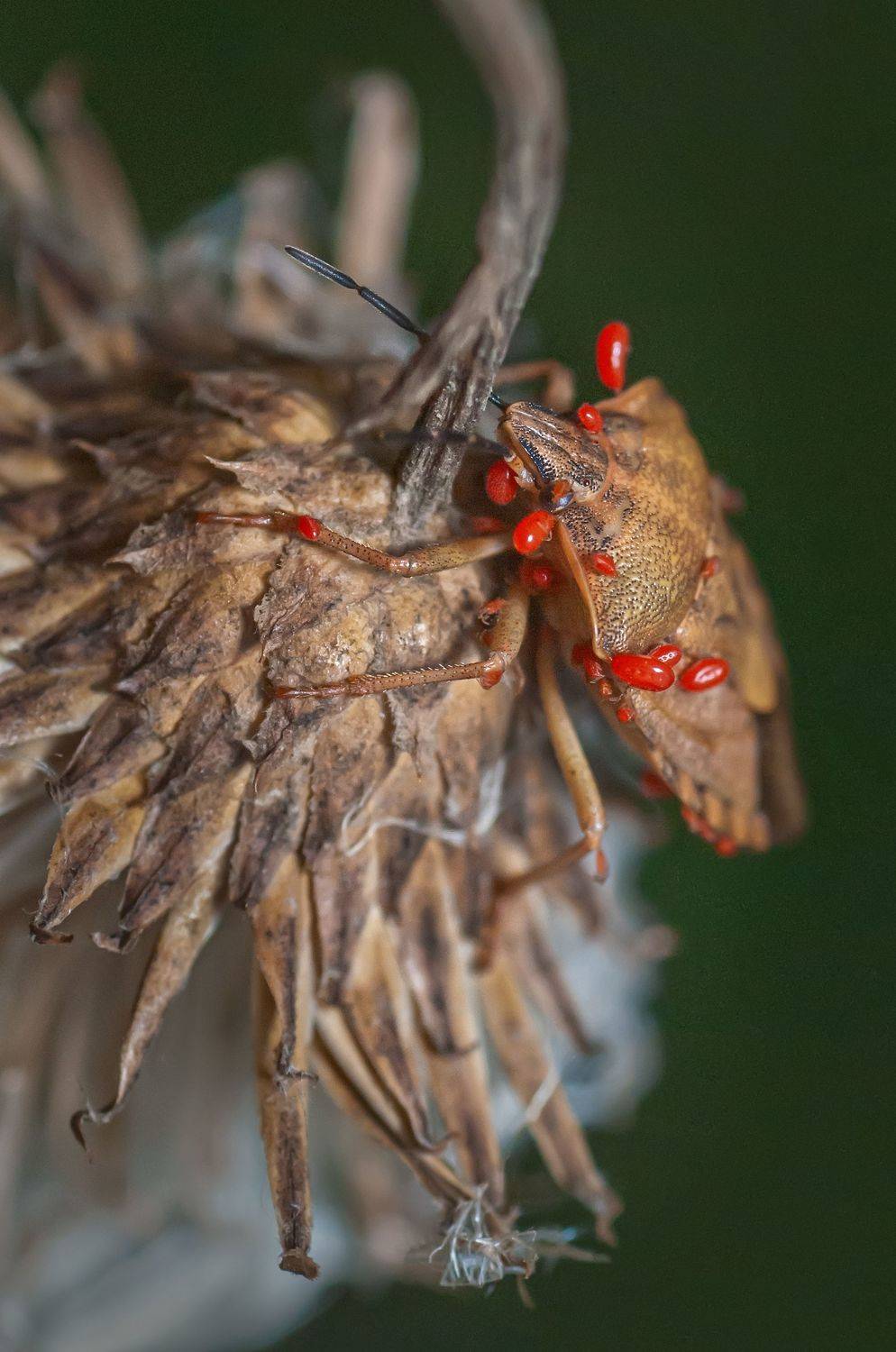 насекомые,клоп,природа,лето,встреча,сухой цветок, Владимир Володин