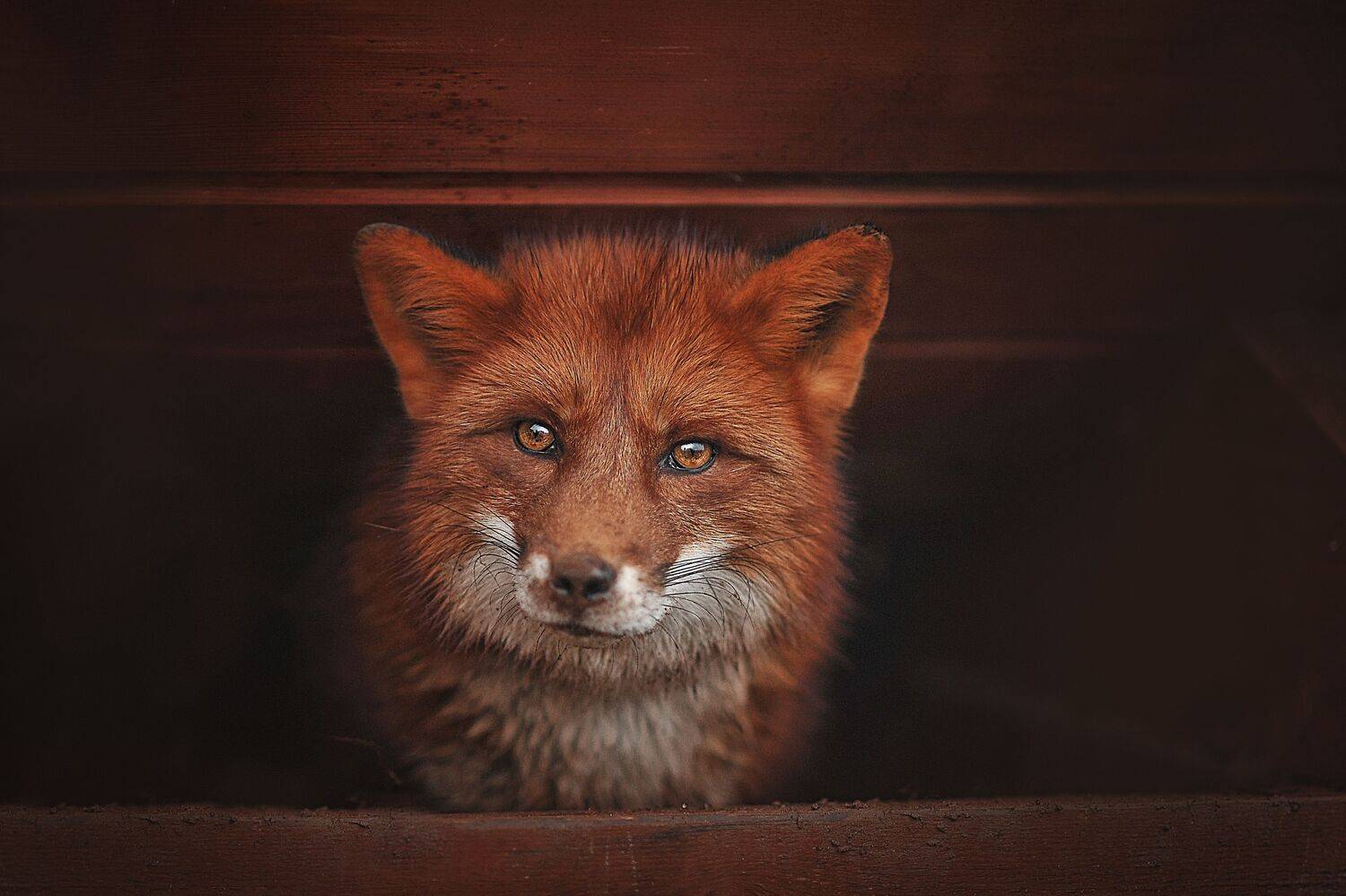 , Ксения Лысенкова