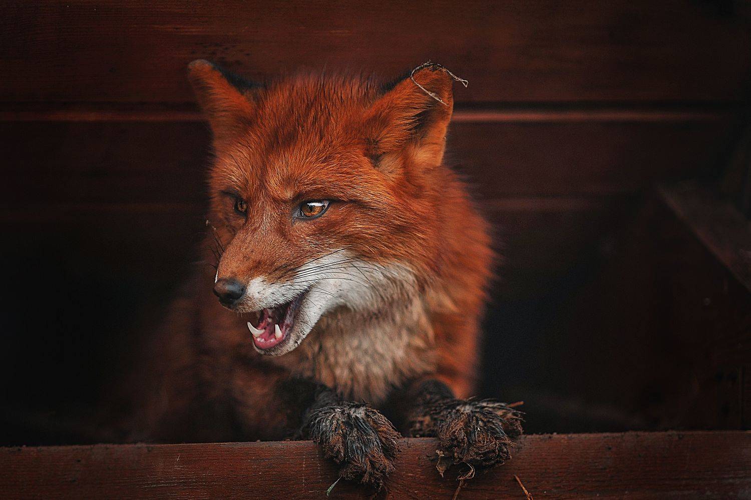 , Ксения Лысенкова