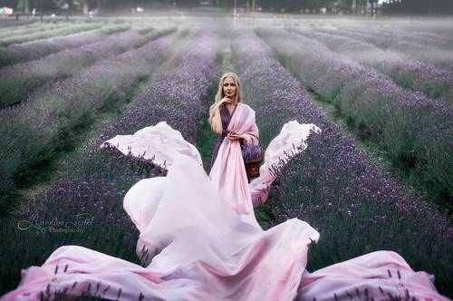 Lavender Dreams 2