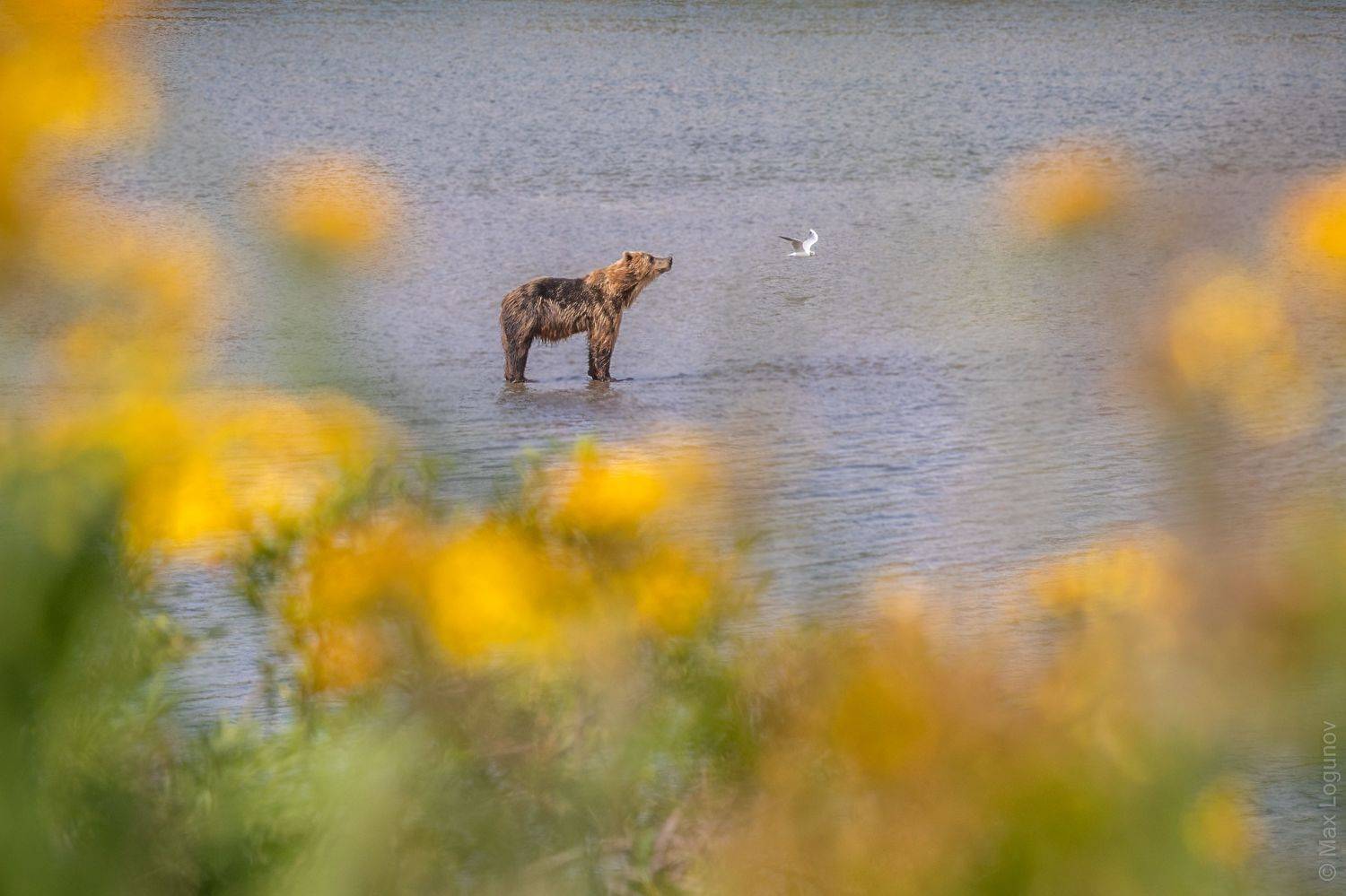 , Логунов Максим