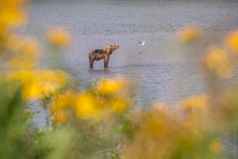 Мишка в цветах фото превью