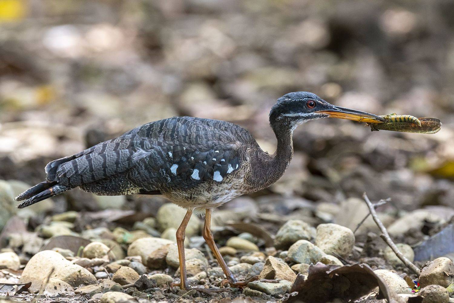 , Fernando Burgalin Sequeira