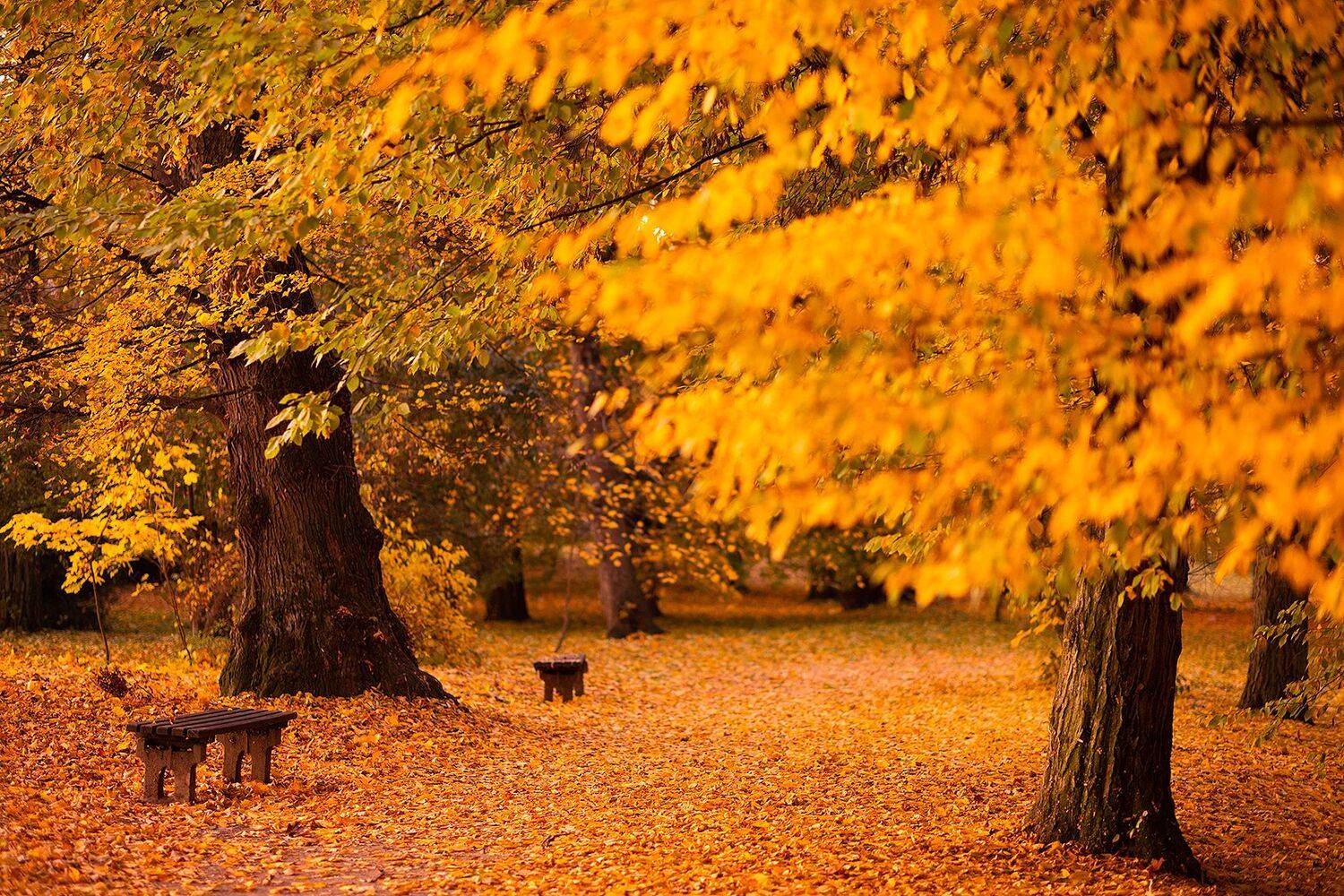 Autumn. Автор: Robert Adamec , Robert Adamec