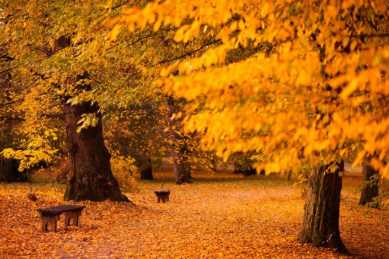 Autumn фото превью