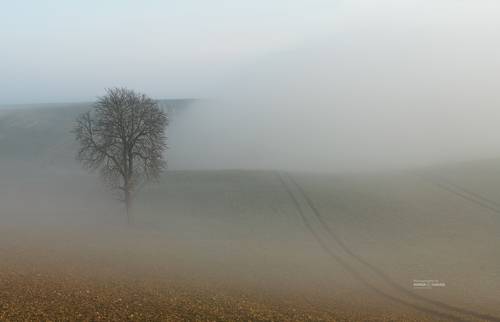 In the misty fields.