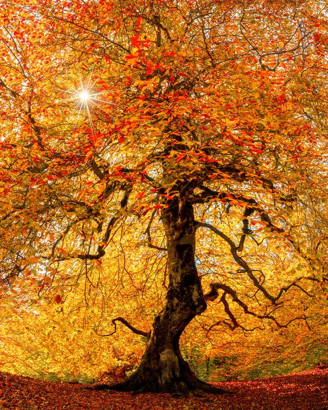 tree Autumn Colors фото превью