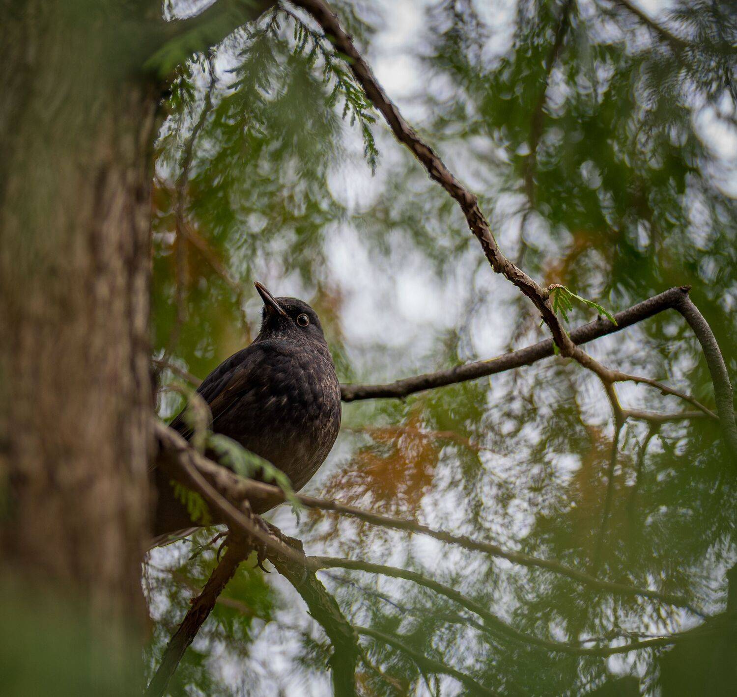 , Курлянцев Алексей