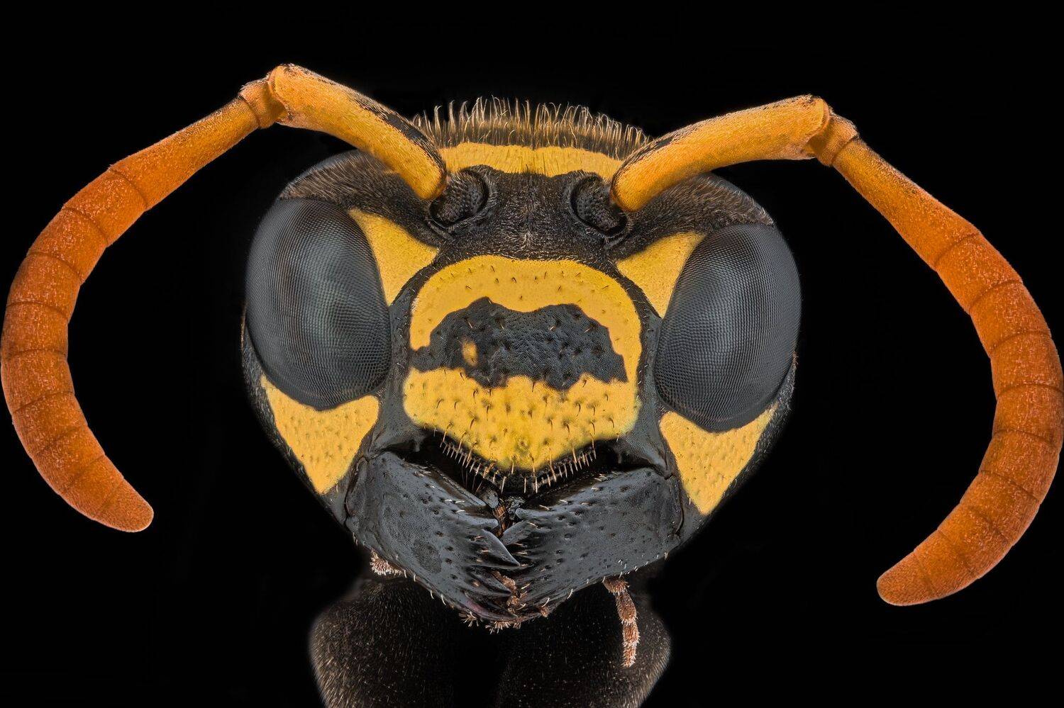 ceclii,macro,nikonz6ii, Tsvetan Ganev