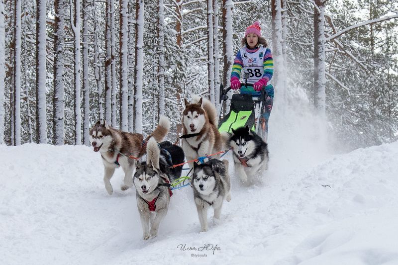 упряжка, собаки, спорт, ездовойспорт, гонкинасобачьихупряжках, гонки, собаки, animal, animals, dogs, хаски, сибирский хаски, лес, зима, снег Гонки на собачьих упряжках фото превью