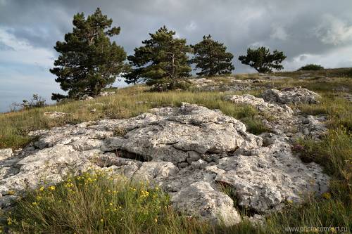 Красотки-сосны