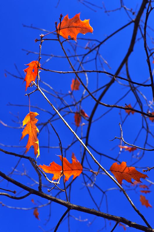 autumn, blue, branches, color, colors, color image, glow, leaf, leaves, light, nature, photography, sky, tree, trees, Glowing Leaves фото превью
