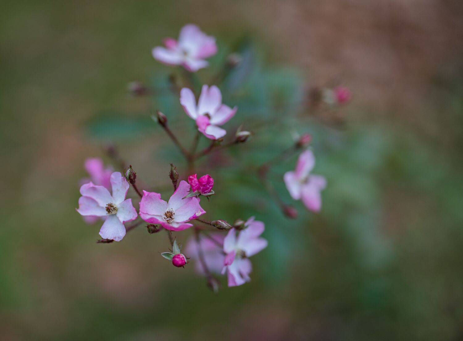, Курлянцев Алексей