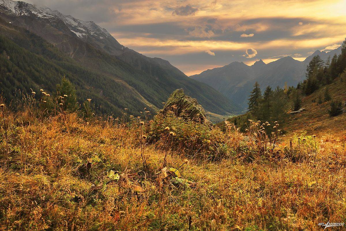 swiss, Матвеев Николай