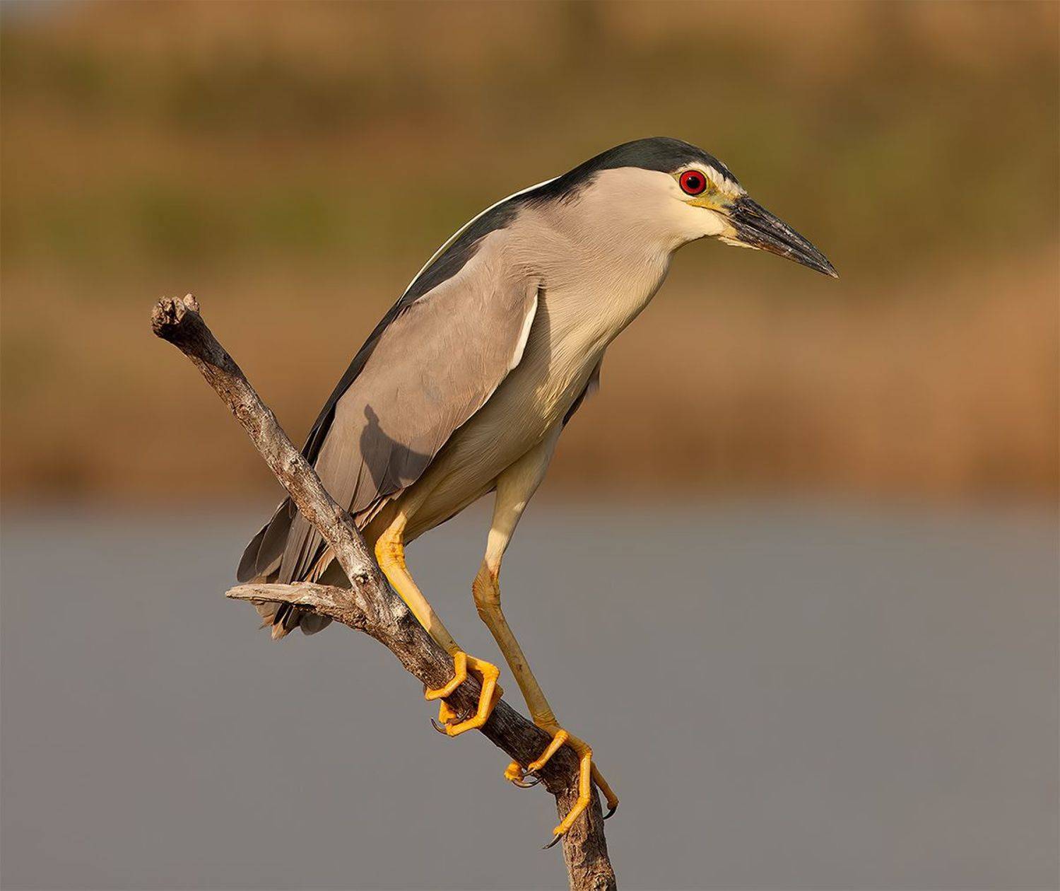 кваква, black-crowned night heron, heron, цапля, израиль,  птицы израиля, Elizabeth Etkind