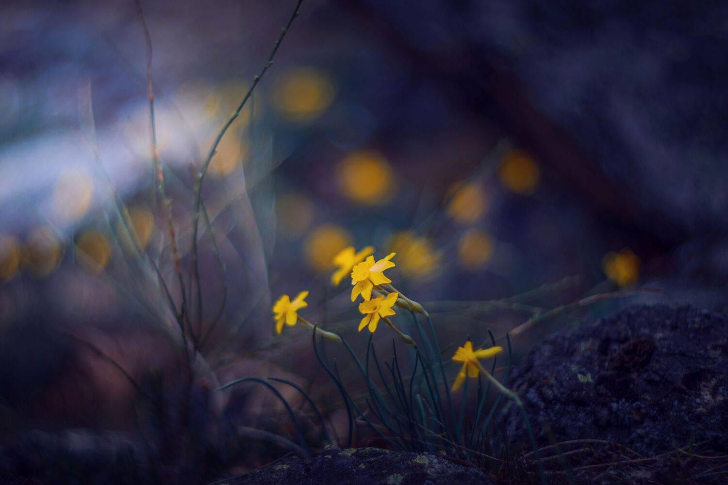 yellow,flowers,wild,nature,light,bokeh, Борислав Алексиев