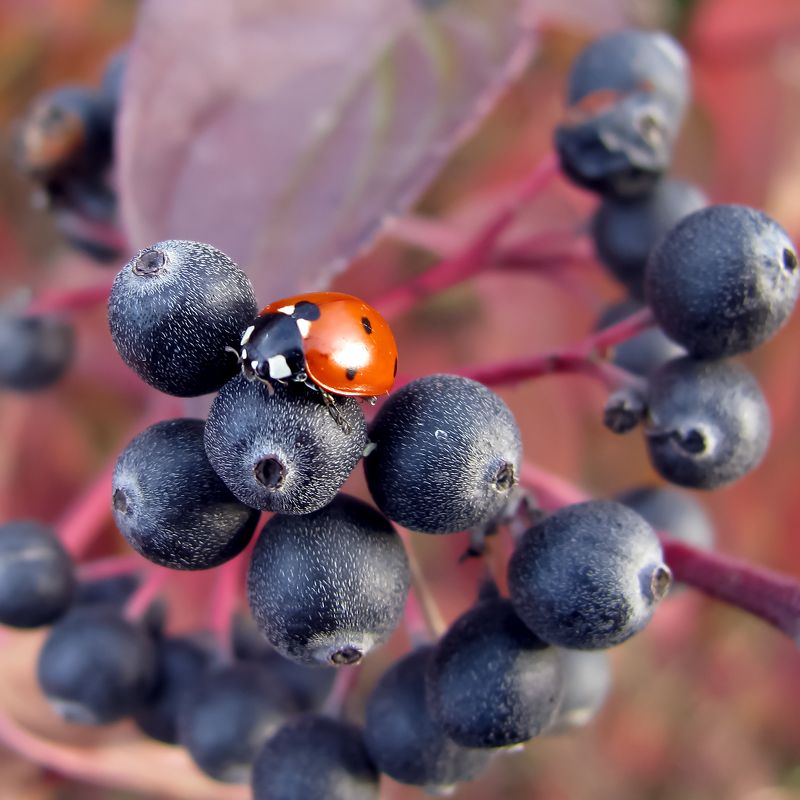 Черное и красное фото превью